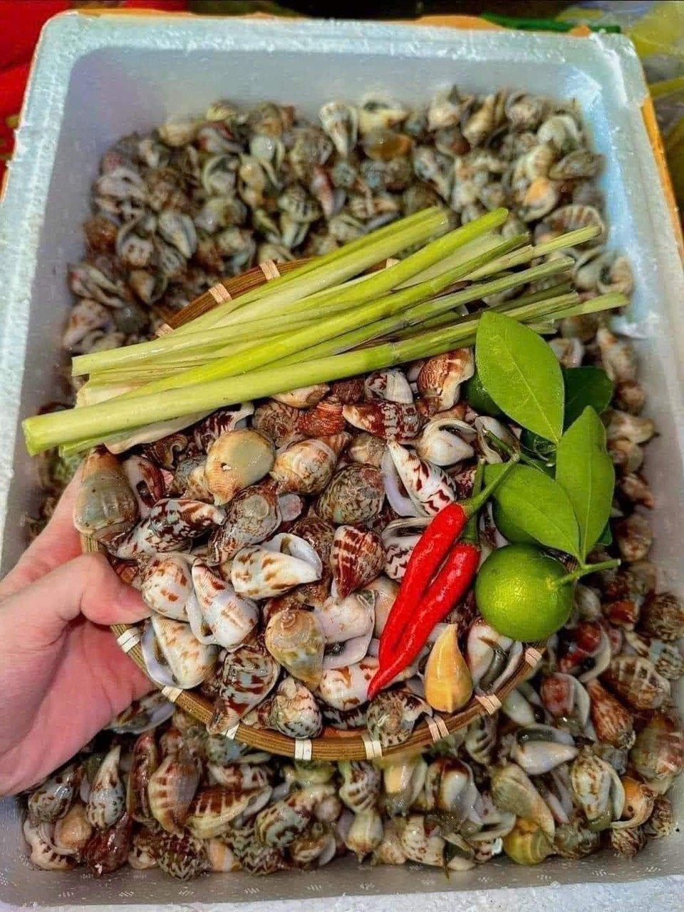 ỐC HƯƠNG  HẤP SẢ