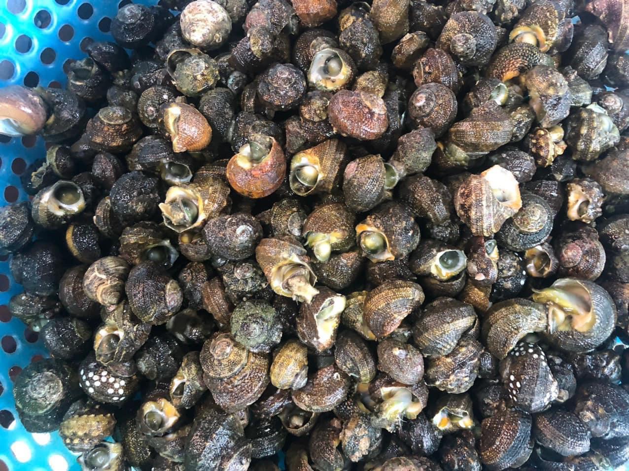 Ốc đá hấp sả