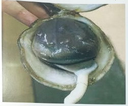 Ngán hấp giấy bạc
